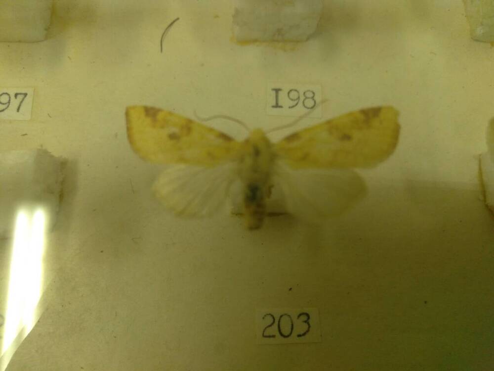 Коллекция бабочек Тульского края (Совки -Осенняя липовая 203)