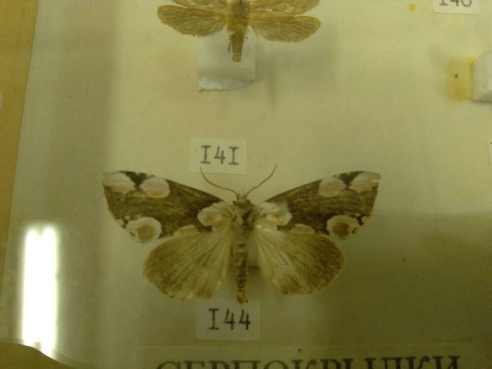 Коллекция бабочек Тульского края (Совковидки - Розовая 144)