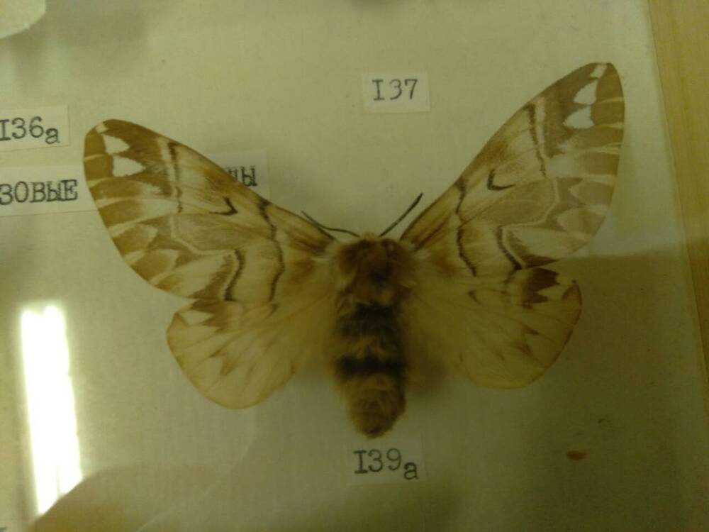Коллекция бабочек Тульского края (Березовый шелкопряд- самка 139а)