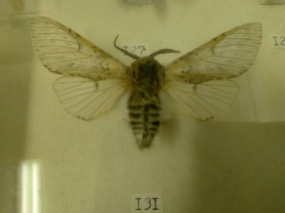 Коллекция бабочек Тульского края (Хохлатки - гарпия большая 131)