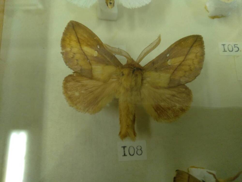 Коллекция бабочек Тульского края (Коконопряды - Травяной, самец 108)