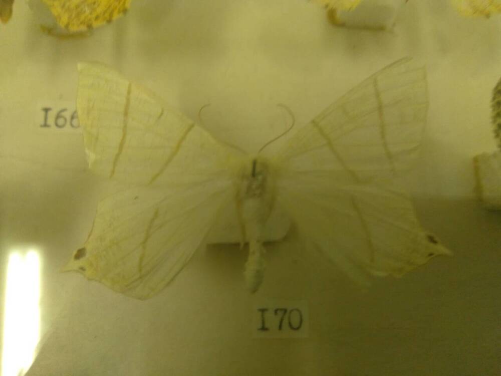 Коллекция бабочек Тульского края (Пяденицы - Бузиновая, самец 170)