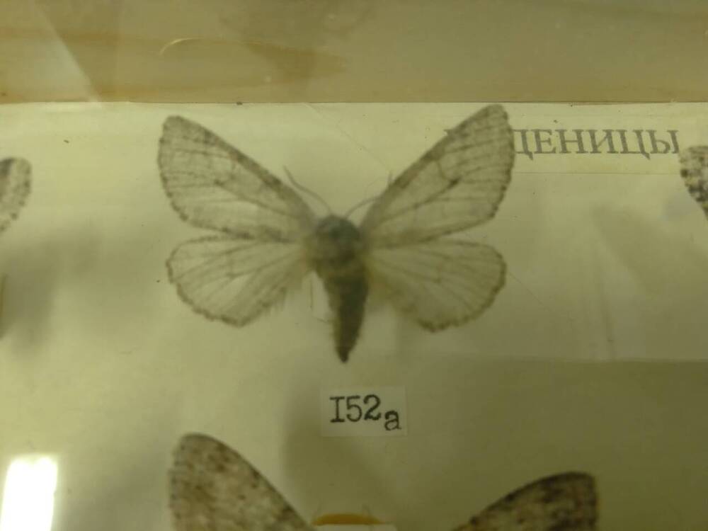 Коллекция бабочек Тульского края (Пяденицы - Волосистая, самка 152а)