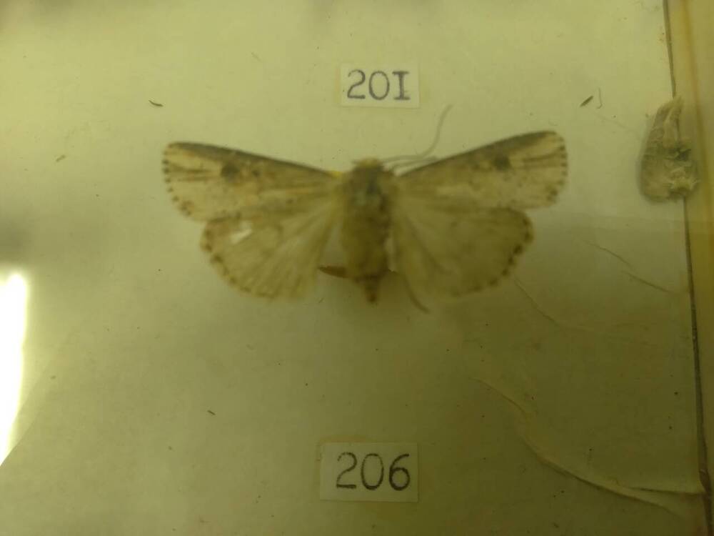 Коллекция бабочек Тульского края (Совки -Путрис 206)