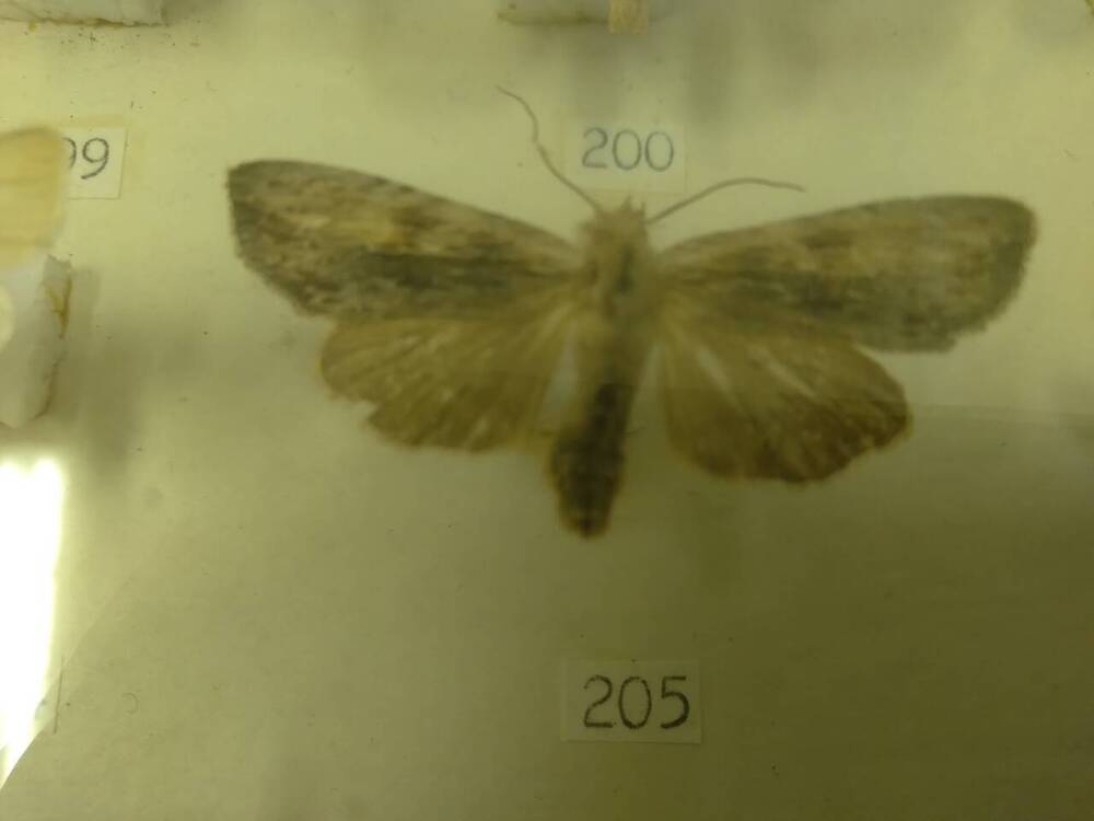 Коллекция бабочек Тульского края (Совки -Семибрунея 205)