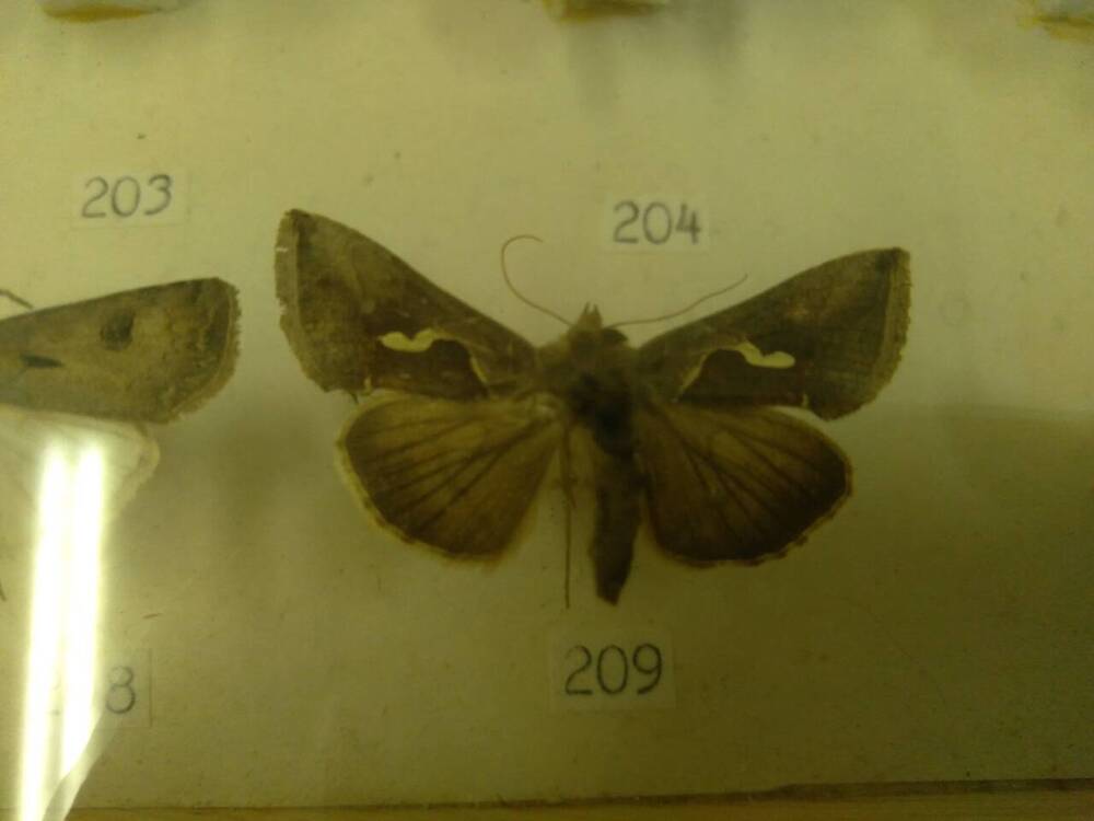 Коллекция бабочек Тульского края (Совки -Совка капля 209)