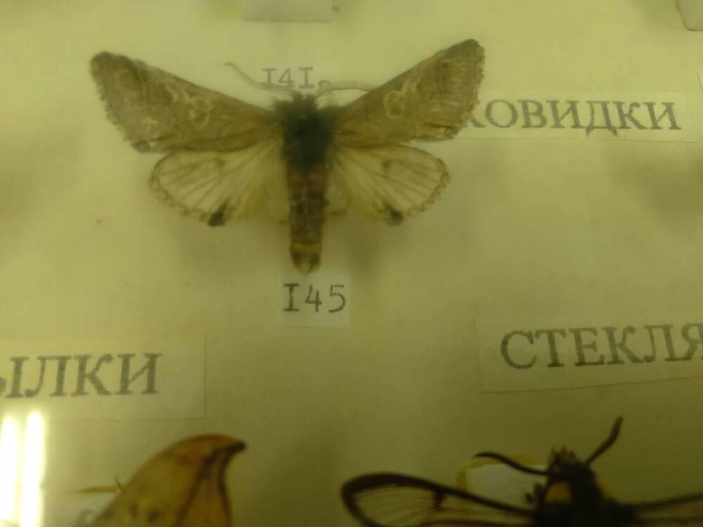 Коллекция бабочек Тульского края (Совковидки - Синеголовая 145)