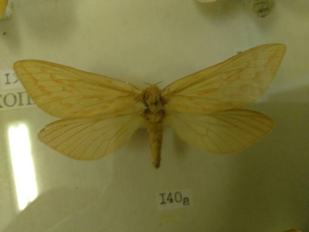 Коллекция бабочек Тульского края (Тонкопряды - Большой хмелевый, самка 140а)