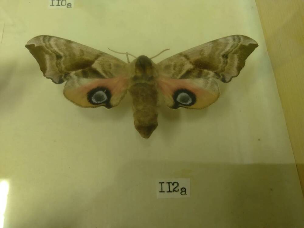 Коллекция бабочек Тульского края (Бражники - Глазчатый, самка 112а)