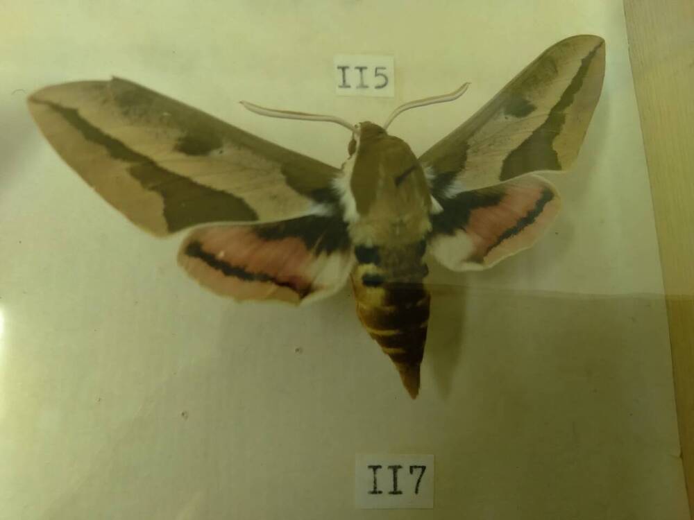 Коллекция бабочек Тульского края (Бражники - Молочайный 117)