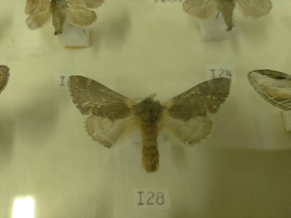 Коллекция бабочек Тульского края (Хохлатки - Ольховая 128)