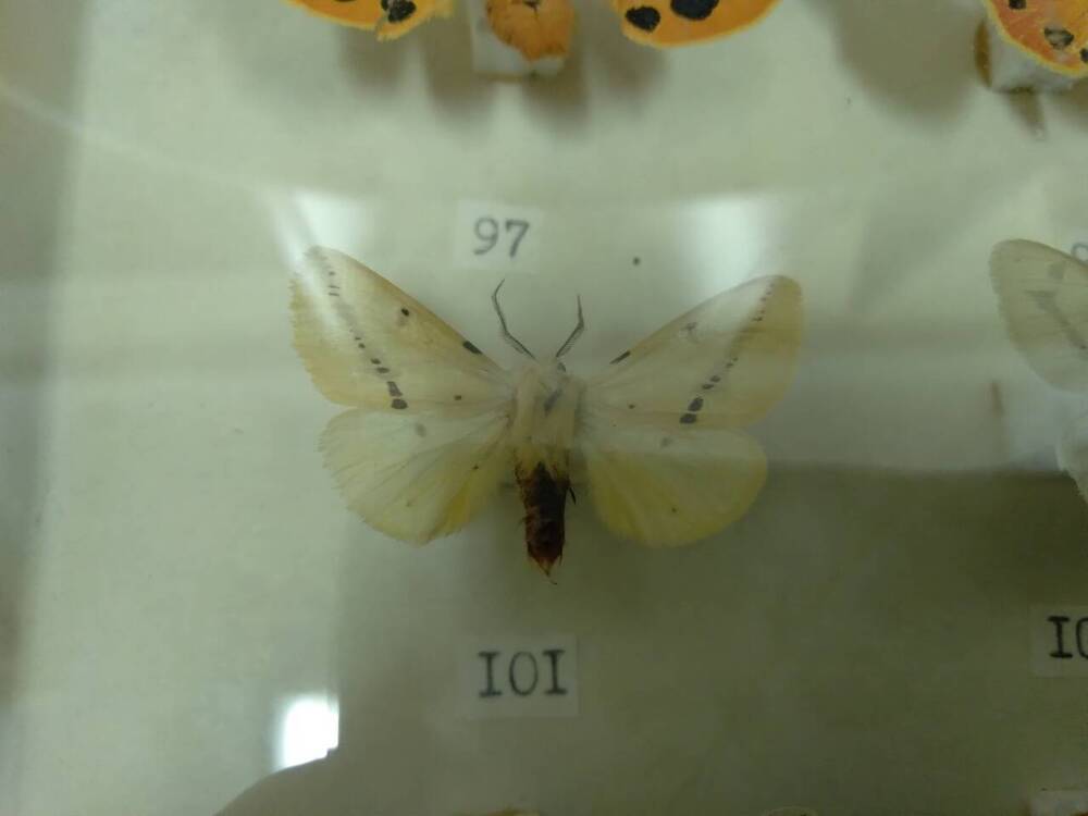 Коллекция бабочек Тульского края (Медведицы - Глинистожелтая 101)
