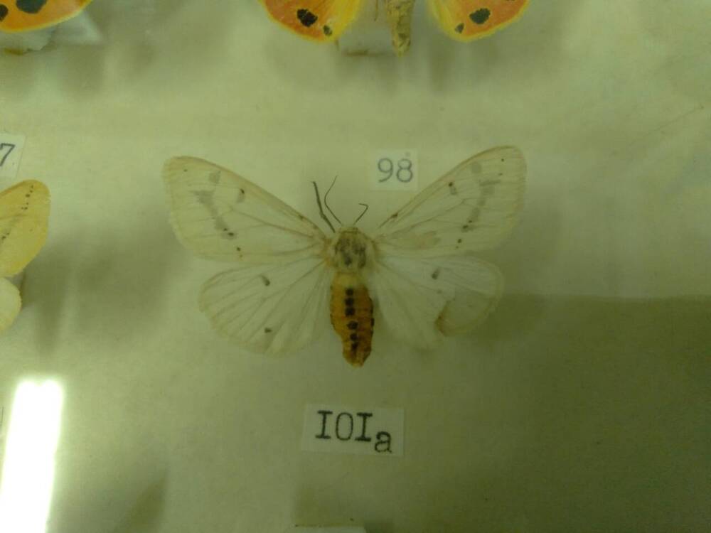 Коллекция бабочек Тульского края (Медведицы - Глинистожелтая самка 101а)