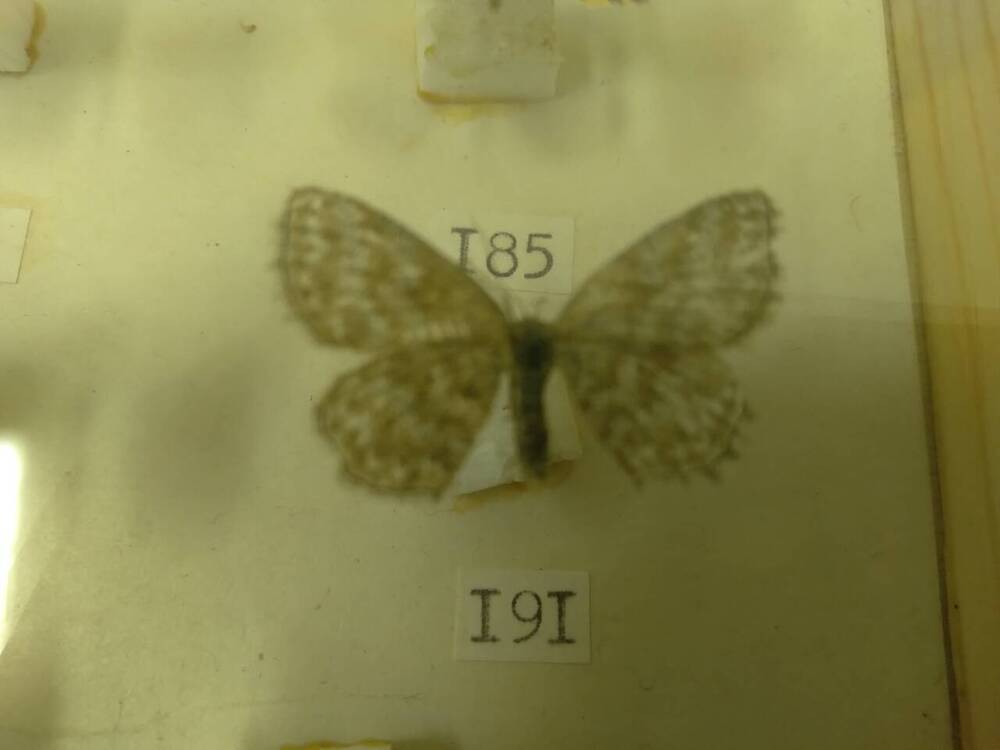 Коллекция бабочек Тульского края (Пяденицы - Вересковая 191)
