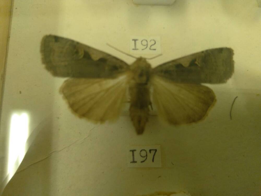 Коллекция бабочек Тульского края (Совки - С-черная 197)