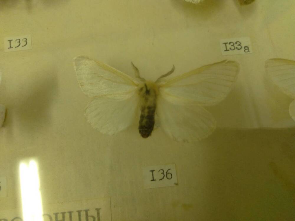 Коллекция бабочек Тульского края (Волнянки - Ивовая, самец 136)