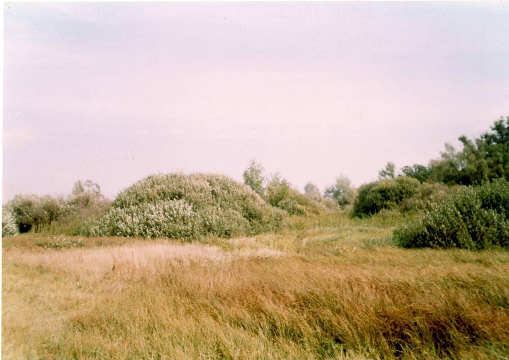 Фотография Будильниковой Е. Лесная полянка.