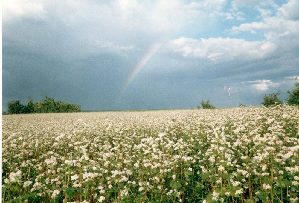 Фотография Трусова Н.П. с. Павло - Антоновка. 2006 г.