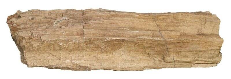 Окремнелая древесина (фрагмент растения)