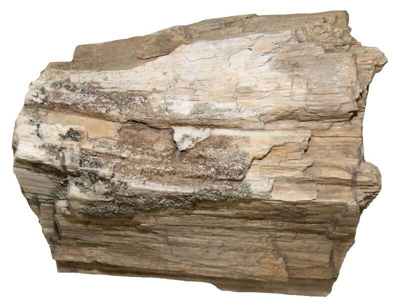 Окремнелая древесина со следами древоточцев (фрагмент ствола)