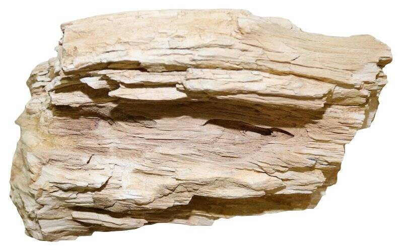 Ствол окремнелого древесного растения (фрагмент)