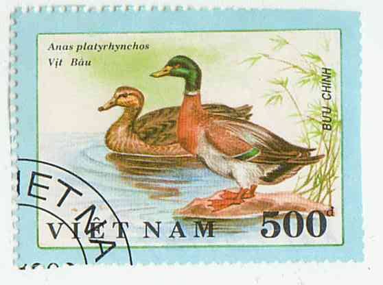 Марка почтовая с изображением серой утки и селезня. 1990. Вьетнам. Гашеная.