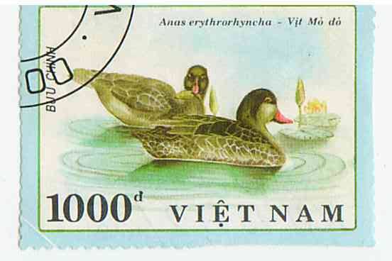 Марка почтовая с изображением двух серых уток. 1990. Вьетнам. Гашеная.