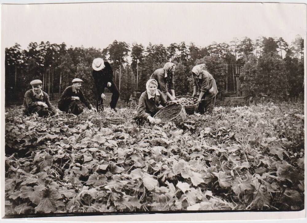 Фотография сюжетная. Сбор урожая огурцов в подсобном хозяйстве санатория Горбатовский