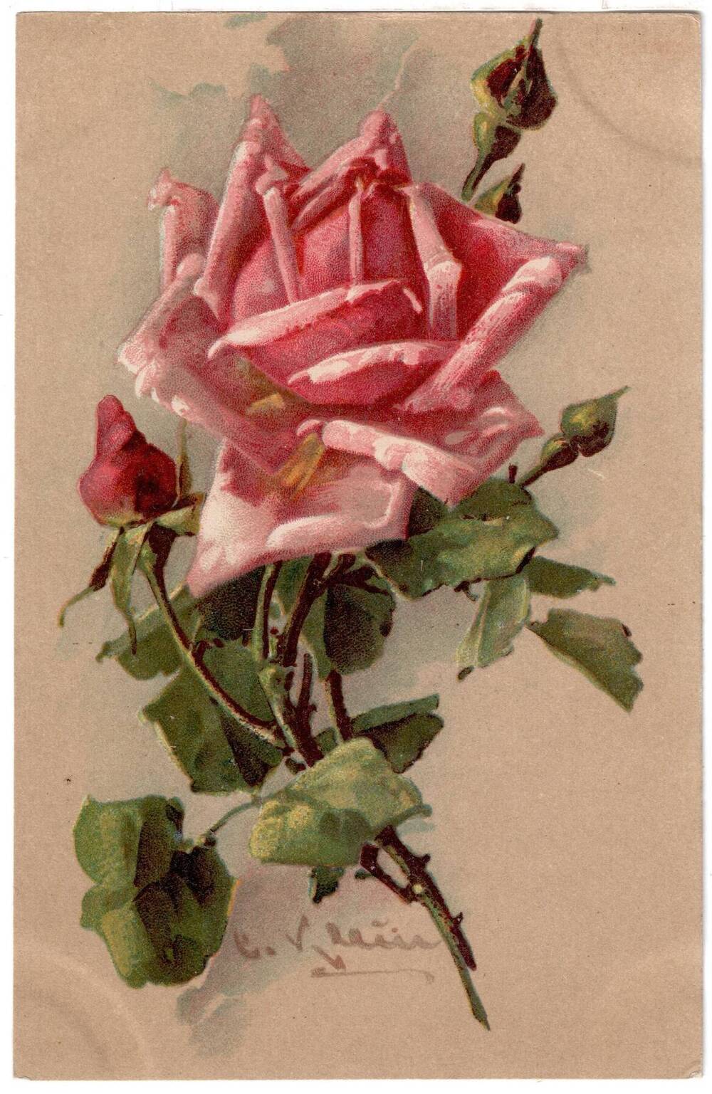 Почтовая открытка Розовая роза. 324.