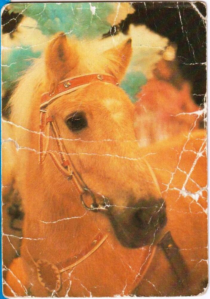 Календарик карманный. 1986. Серия Советский цирк. Лошадь