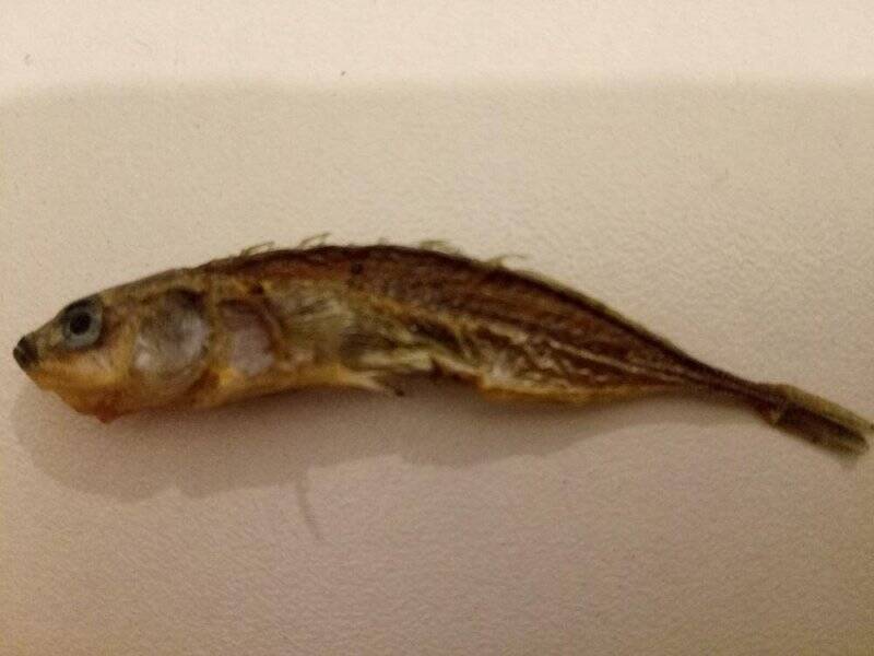 Таксидермическая скульптура. Рыба «Колюшка». Gasterosteidae.