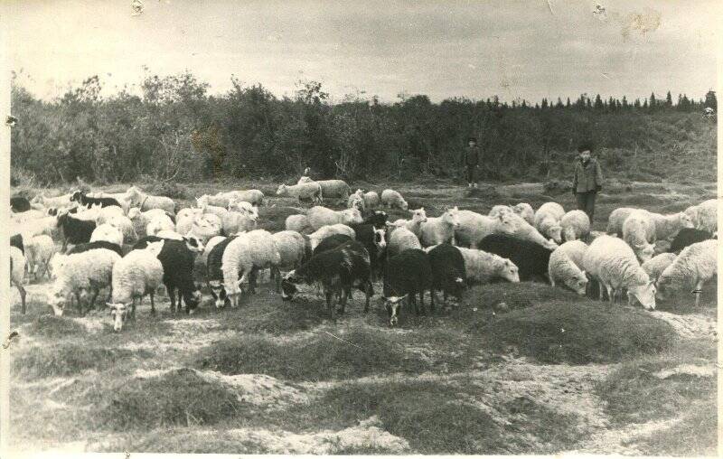 Фотография. Овцы на выпасе. Колхоз им. Ворошилова.