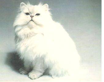 .Карманный календарь, 1990 г. Пушистый белый кот