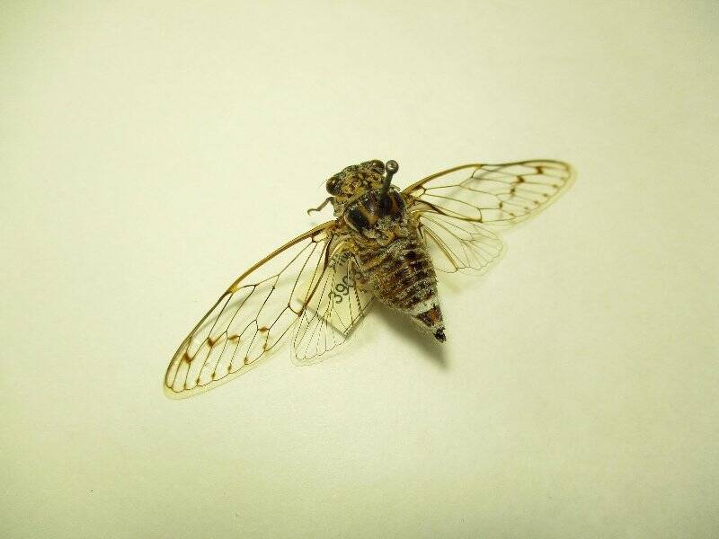 Насекомое. Cicada orni L.