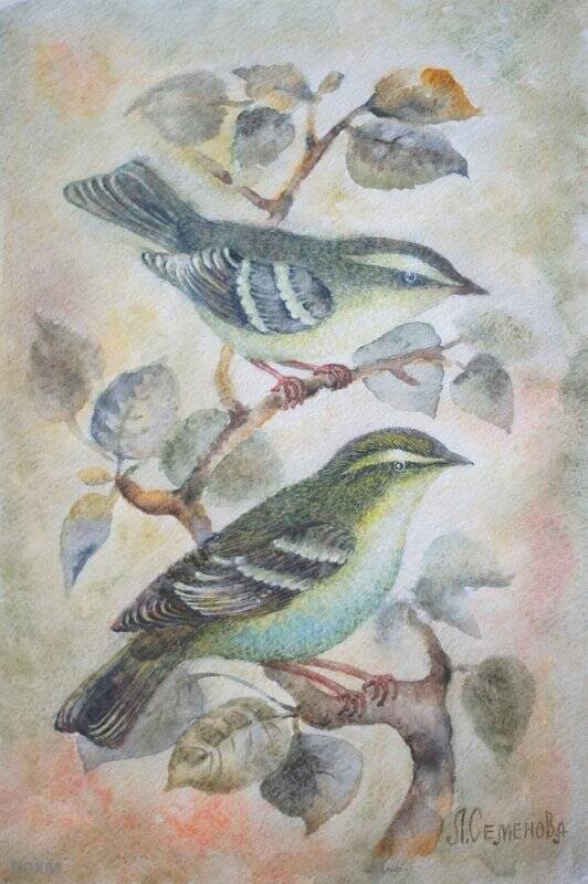 Пеночка-зарничка, из серии «Певчие птицы России»