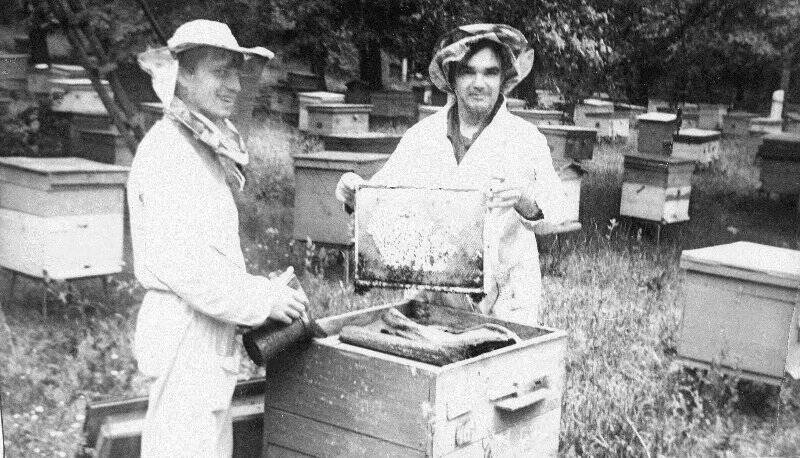Фотография. Федотов Н.Г. пчеловод с-за «Майский», пасека №5 (справа) с практикантом.
