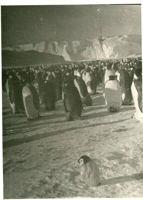 Фотография. Пингвины. Арктика, 1950-е гг.
