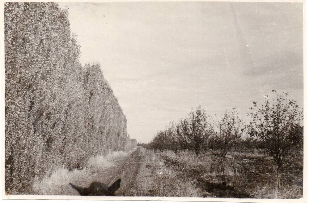 Черно-белая фотография Ветрозащитная полоса в совхозе «Агроном».