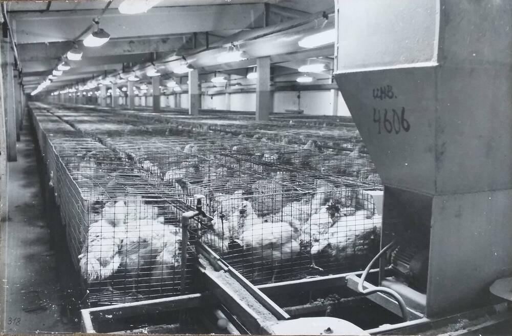 Фотография видовая. Птицеводческое объединение, автоматическая птицеводческая линия на 30000 голов по раздаче кормов, сбору яиц и уборке клеток, февраль 1976 года.