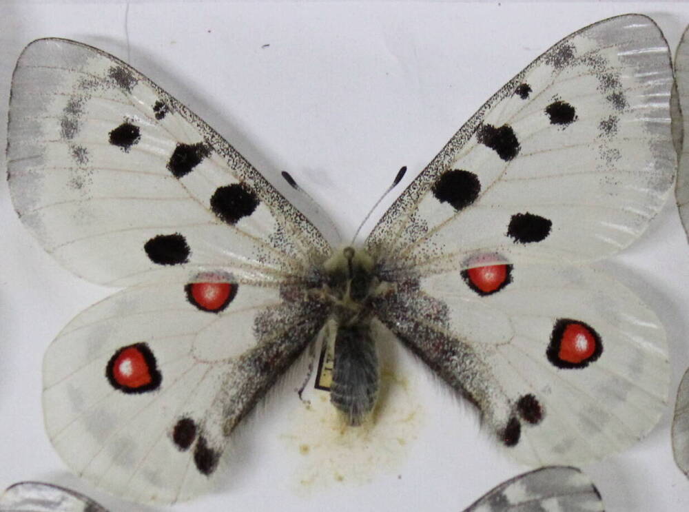 Бабочка Апполон обыкновенный Parnassius аpollo L.