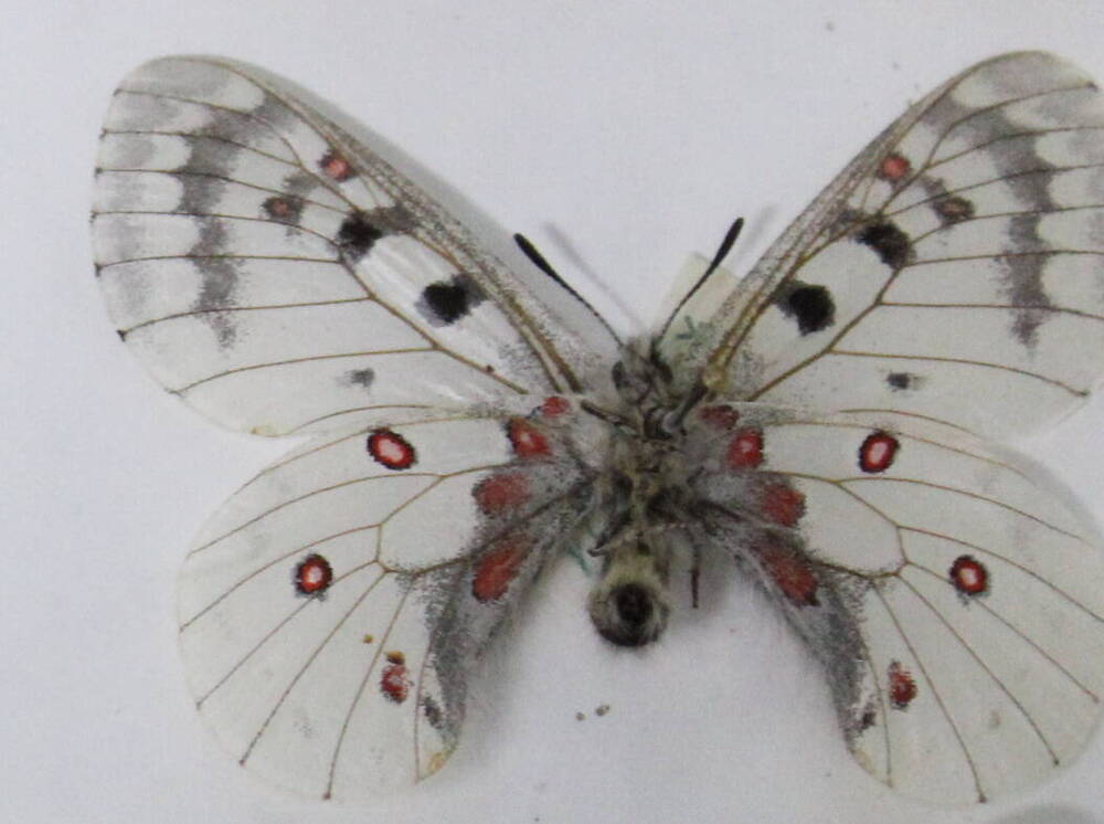 Бабочка Апполон Феб Parnassius phabus.