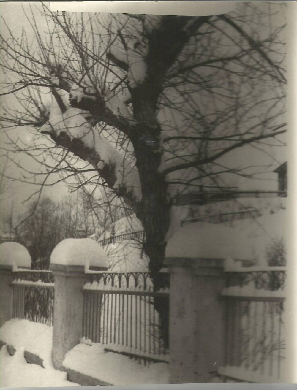 Фотография Зимний пейзаж. В городском саду