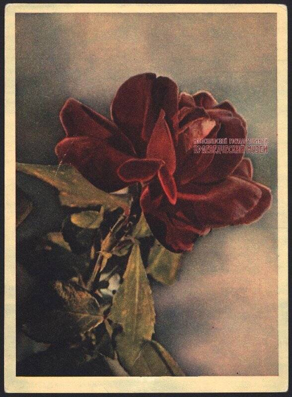 Почтовая открытка. Крымская роза.