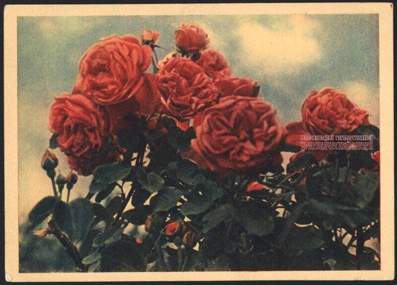 Цветная открытка. Куст красных роз.