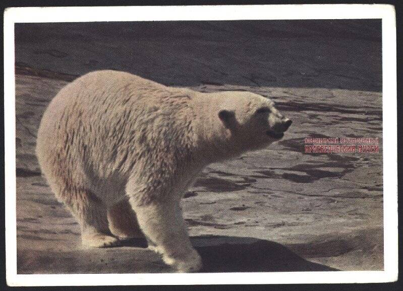 Цветная открытка. Московский зоопарк. Белый медведь.
