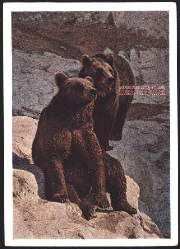 Цветная открытка. Московский зоопарк. Бурые медведи. Кучум и Пурга.
