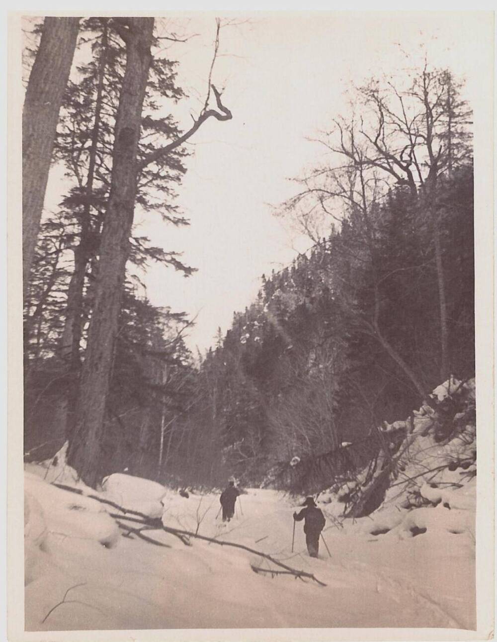 Фотография «На лыжах в лесу»