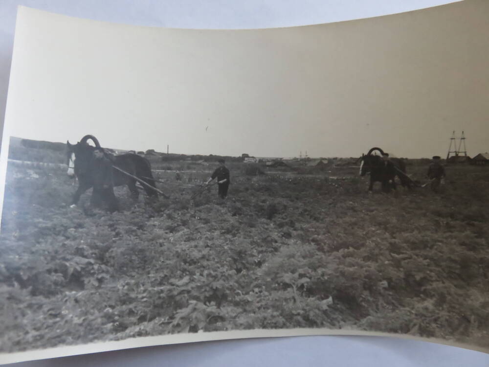 Фотография Трудовая деятельность Госконюшни