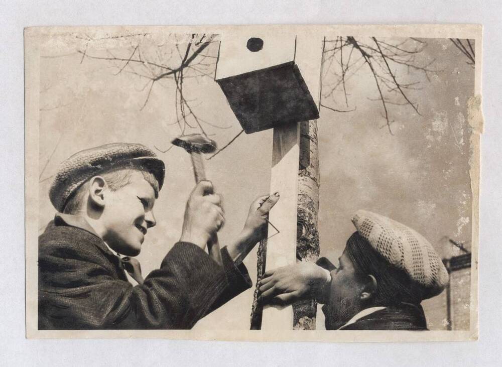 Фотография черно-белая. Изображены два мальчика - пионера, прибивающие на ствол дерева скворечник.