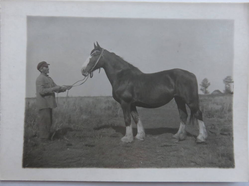 Фотография Трудовая деятельность Госконюшни